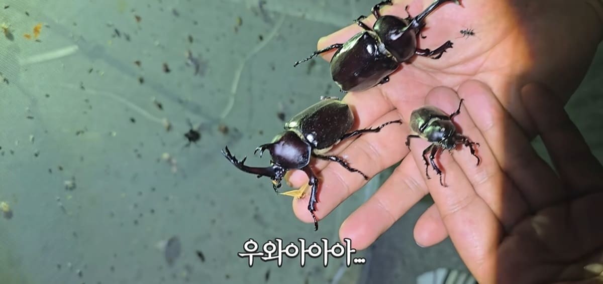 밤이 되자 텐트 주변으로 몰려든 장수풍뎅이들 / 유튜브 'TV생물도감'