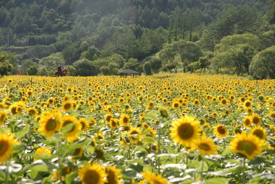 태백 해바라기 축제 / 태백 해바라기 축제장 홈페이지