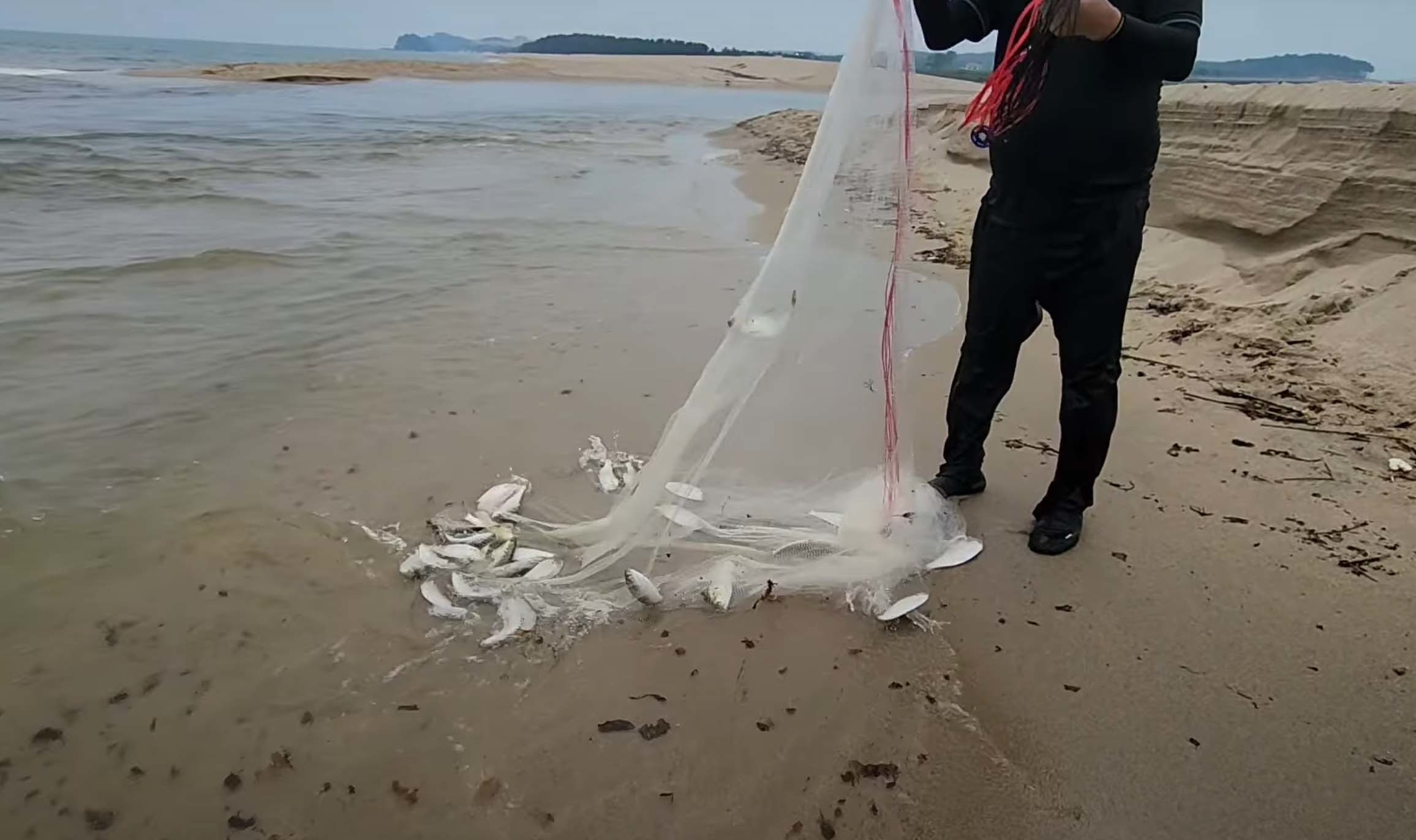 강원 양양 앞바다에서 투망으로 잡은 전어. / '짬투망' 유튜브