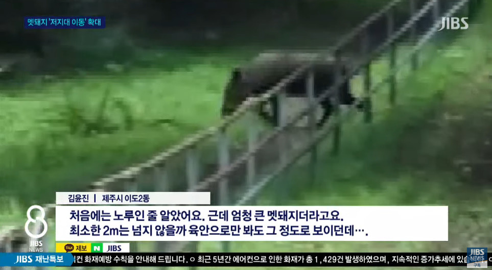 제주 산책로에서 발견된 멧돼지 / 유튜브 'JIBS 뉴스/제주방송'