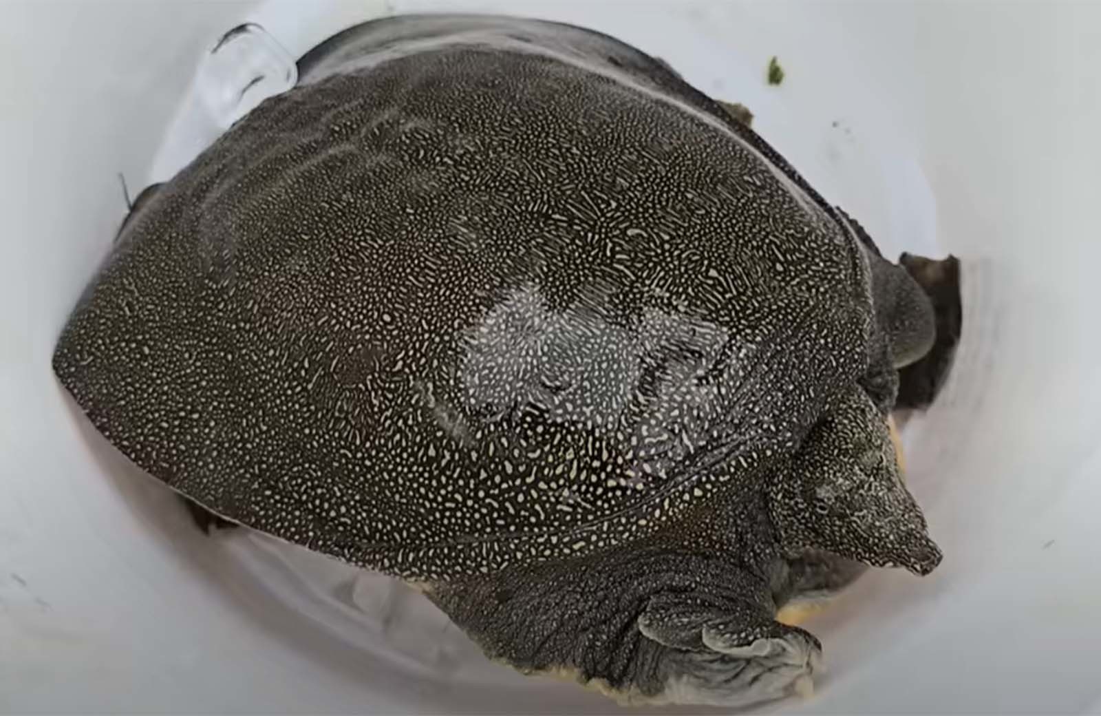 청계천에 사는 초대형 자라 / 'TV생물도감' 유튜브