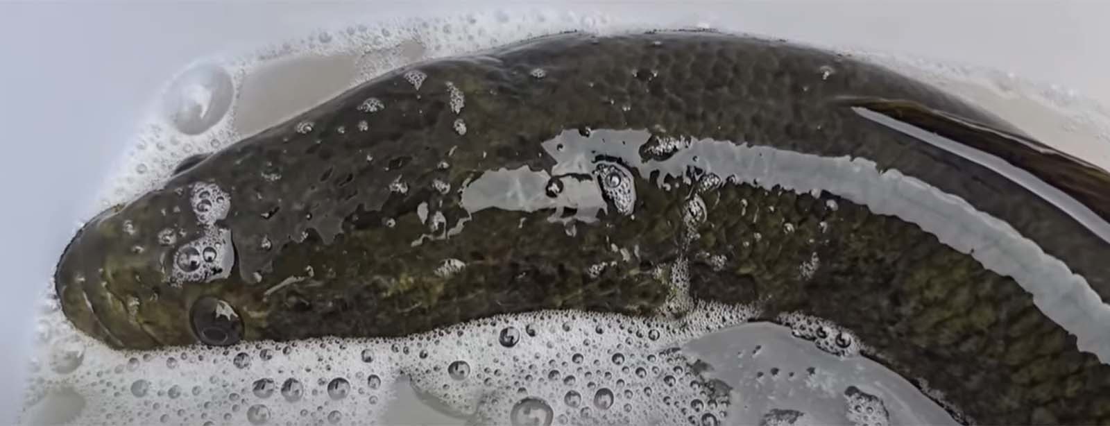 청계천에 사는 큼지막한 가물치. / 'TV생물도감' 유튜브