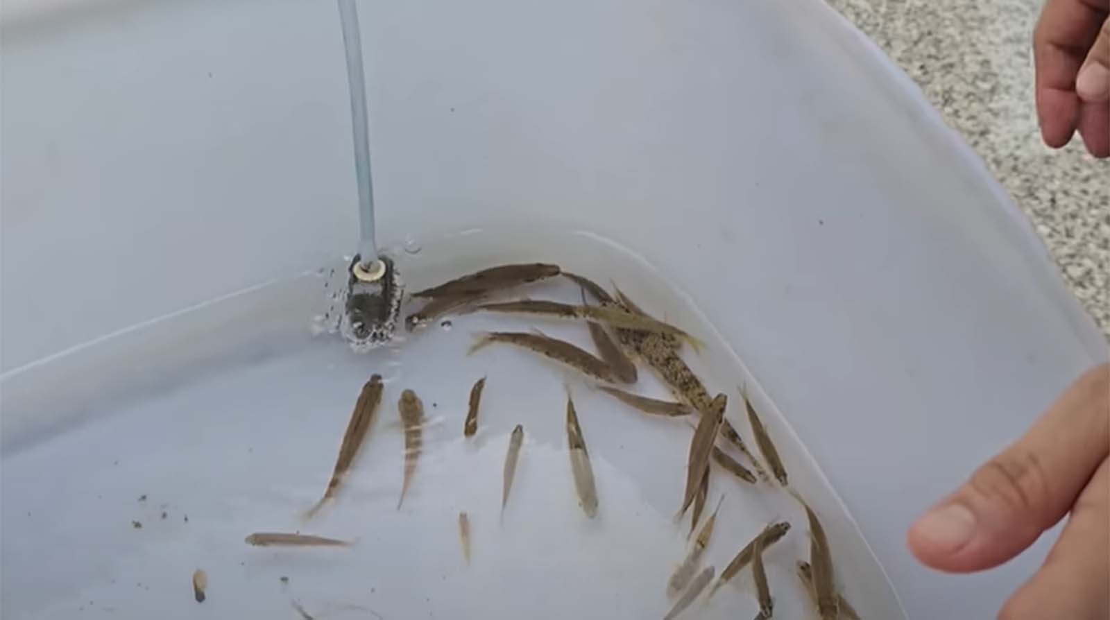 청계천에 사는 여러 작은 물고기. / 'TV생물도감' 유튜브