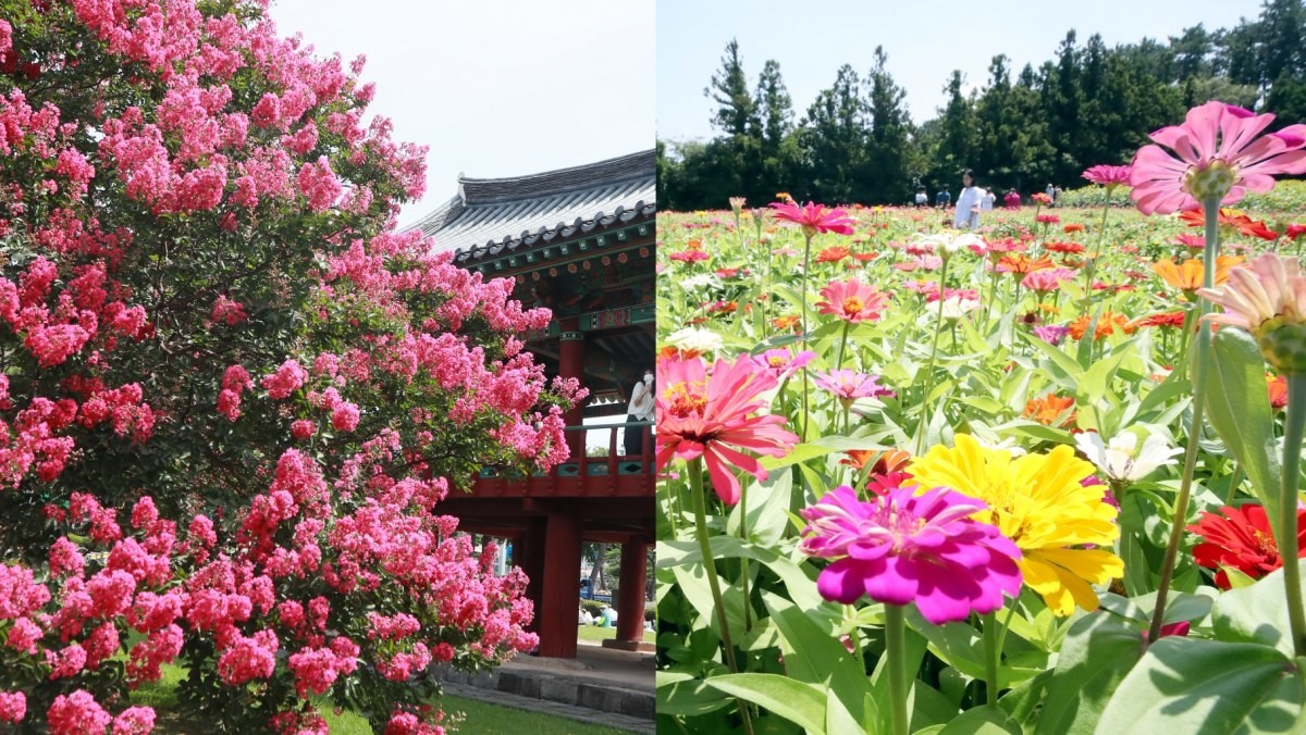 배롱나무(왼쪽), 백일홍(오른쪽) / 뉴스1