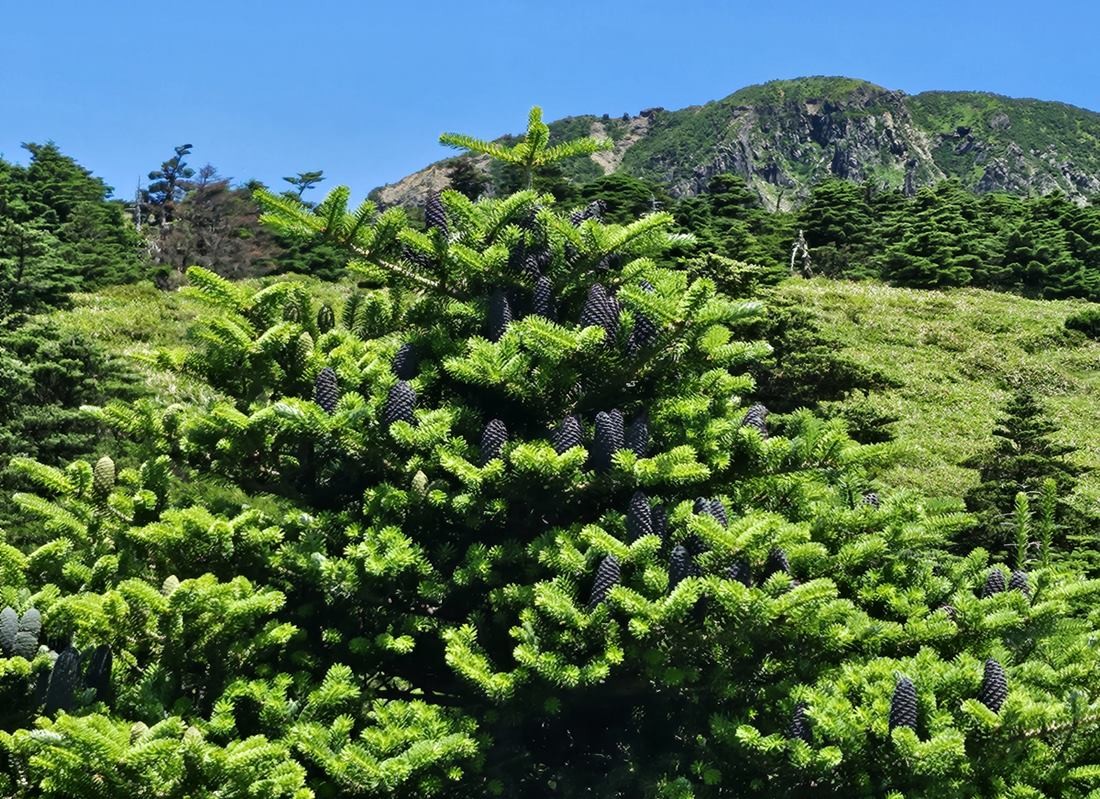 한라산 구상나무 모습. 기사 이해를 돕기 위한 자료 사진 / 연합뉴스