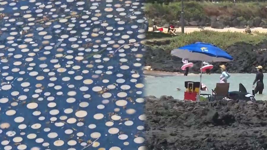 푸른우산관해파리 / 연합뉴스