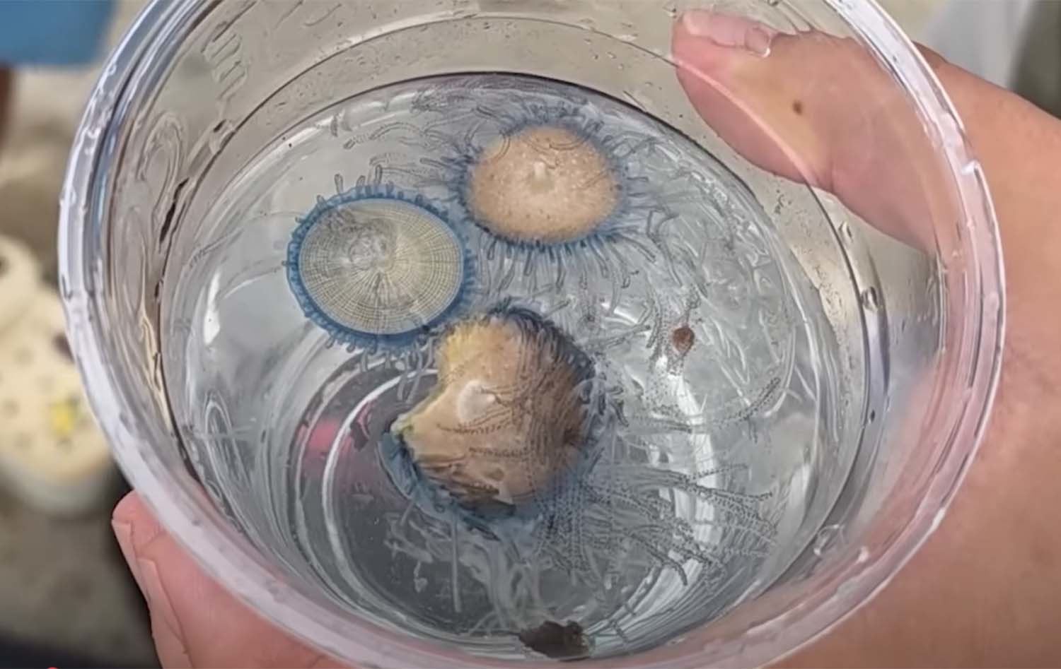 푸른우산관해파리 / '헌터퐝' 유튜브