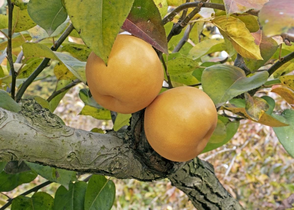 배 자료사진 / Stock for you-shutterstock.com