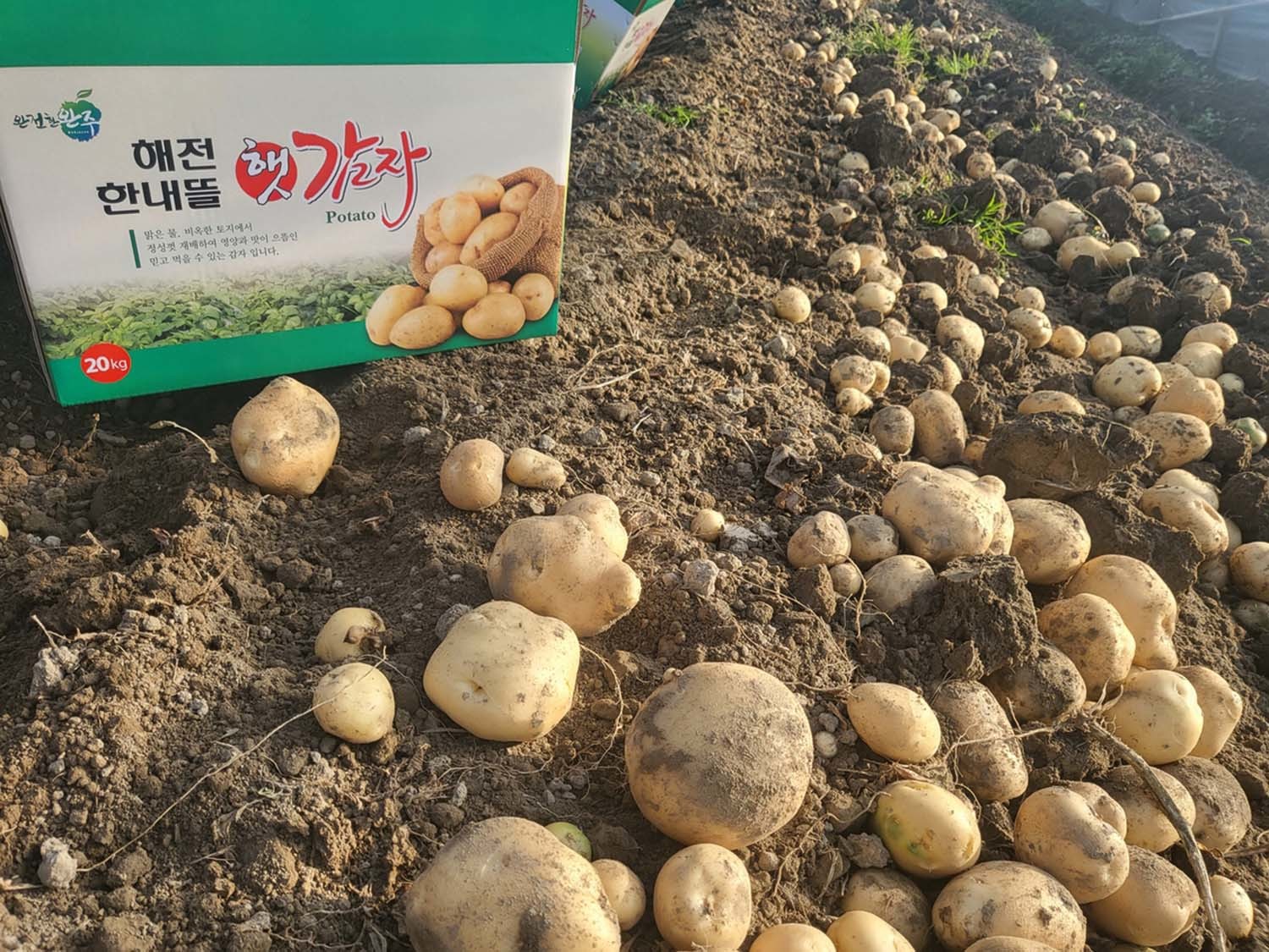 수미 감자 / 완주군 제공