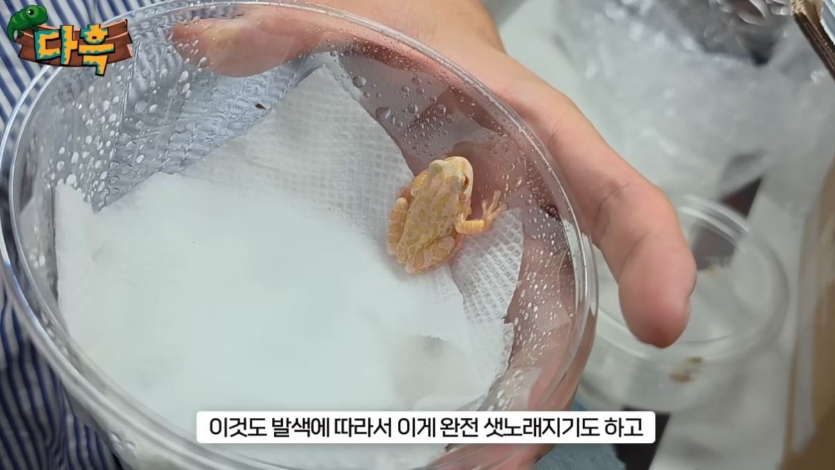 기존에 키워지고 있던 알비노 청개구리의 모습. / 유튜브 '다흑'