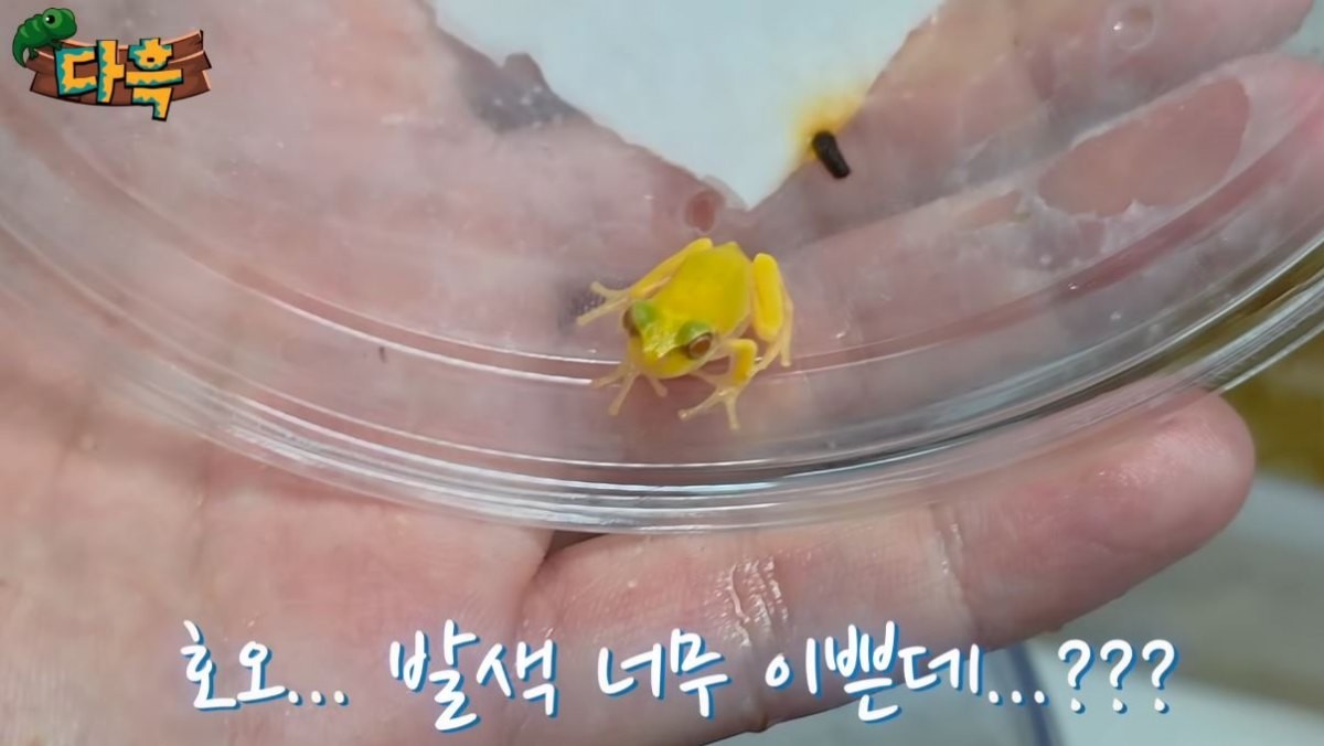 알비노 청개구리의 모습. / 유튜브 '다흑'