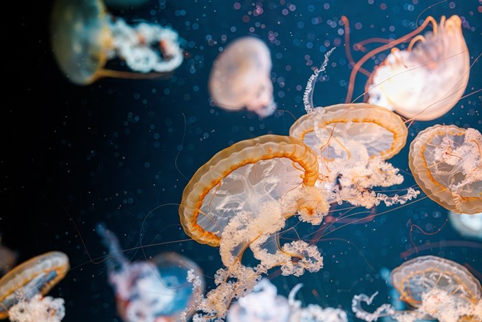 해파리 / Minakryn Ruslan-shutterstock.com