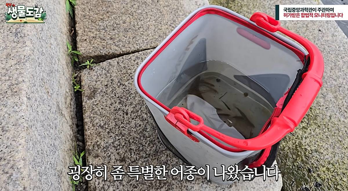청계천에서 발견된 구피 / 유튜브 'TV생물도감'