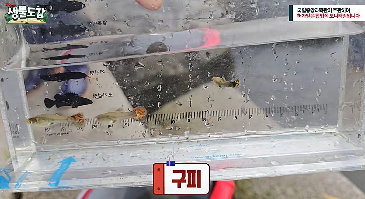 청계천에서 발견된 구피 / 유튜브 'TV생물도감'