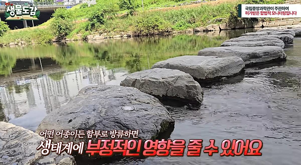청계천에서 발견된 구피 / 유튜브 'TV생물도감'