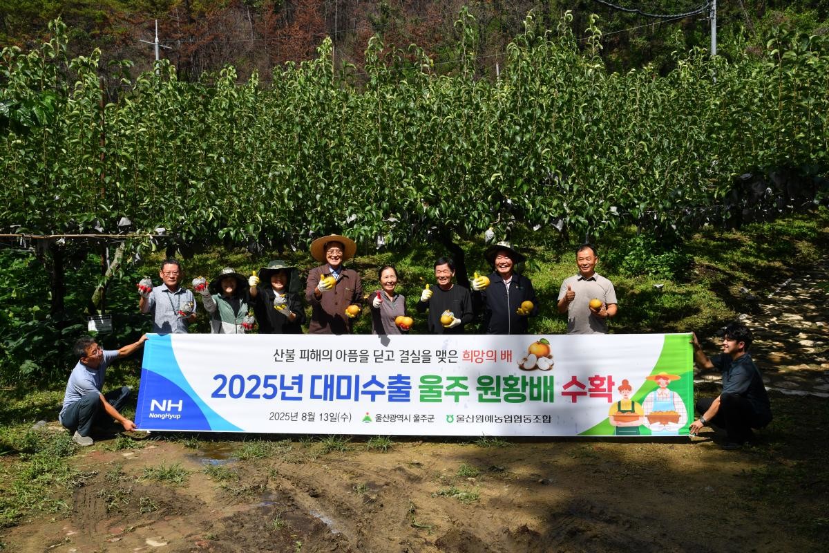 울주군은 지난 13일 첫 햇배를 수확했다. / 울주군 제공