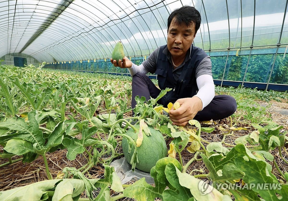 13일 광주 북구 금곡동 무등산수박마을에서 농장주 문광배 씨가 최근 과한 습도와 햇빛 과다 등 오락가락하는 날씨로 인해 타들어 가는 무등산수박 잎을 만지고 있다.  / 연합뉴스