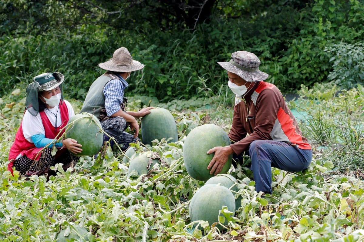 광주 북구 금곡동 무등산수박 인근 노지에서 작목반 회원들이 탐스럽게 익은 무등산수박(일명 푸랭이)을 수확하고 있다. / 광주북구 제공