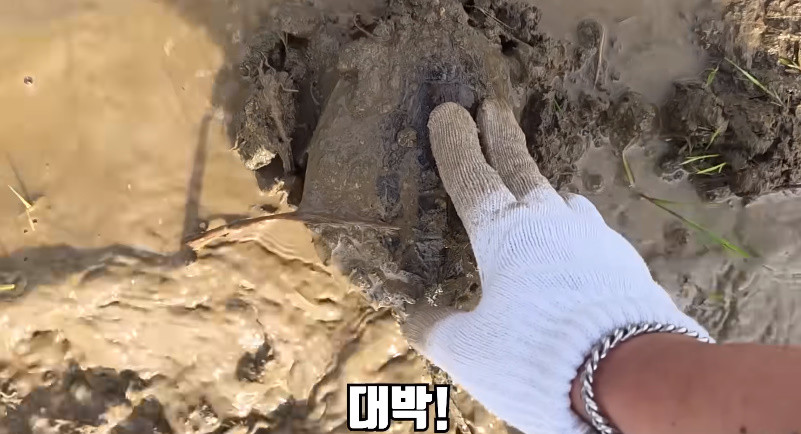 논에서 발견된 늑대거북 / 유튜브 '헌터퐝'