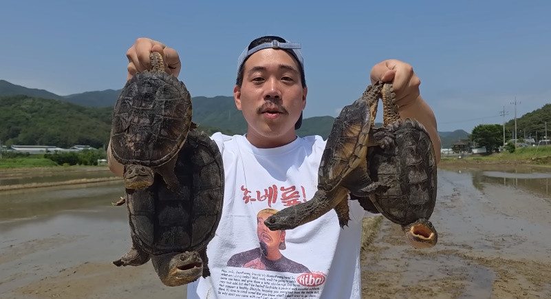 늑대거북 4마리를 포획한 유튜버 / 유튜브 '헌터퐝'