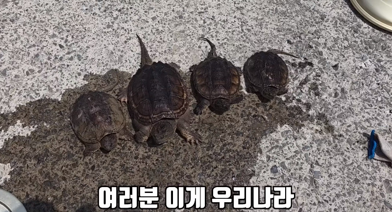 한국 논에서 자생한 늑대거북들 / 유튜브 '헌터퐝'