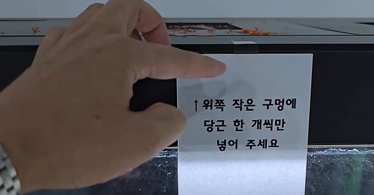 바퀴벌레 전시장 당근주기 체험 사진 / 유튜브 'TV생물도감'