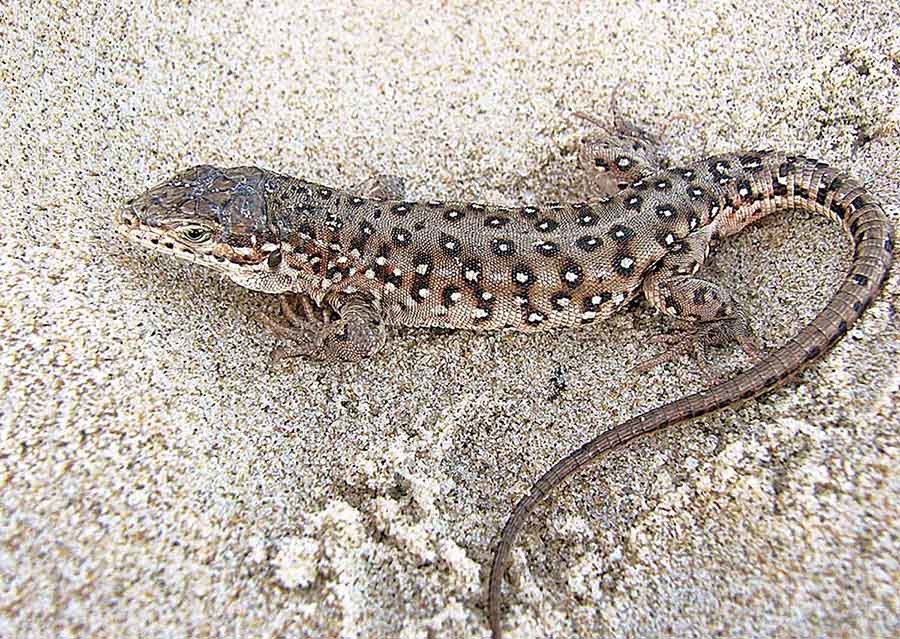 표범장지뱀 / 국립생물자원관