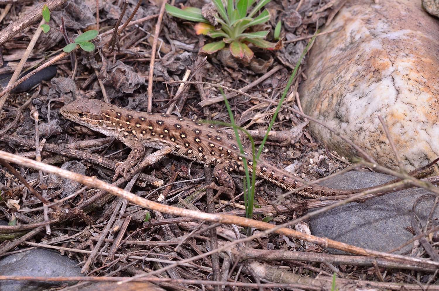 표범장지뱀 / 국립생물자원관