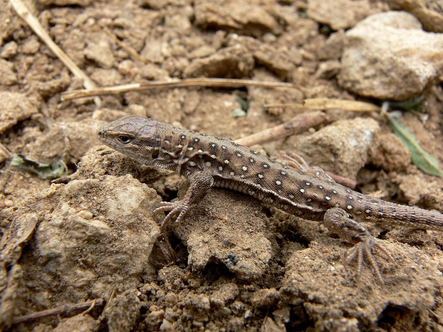 표범장지뱀 / 국립생물자원관