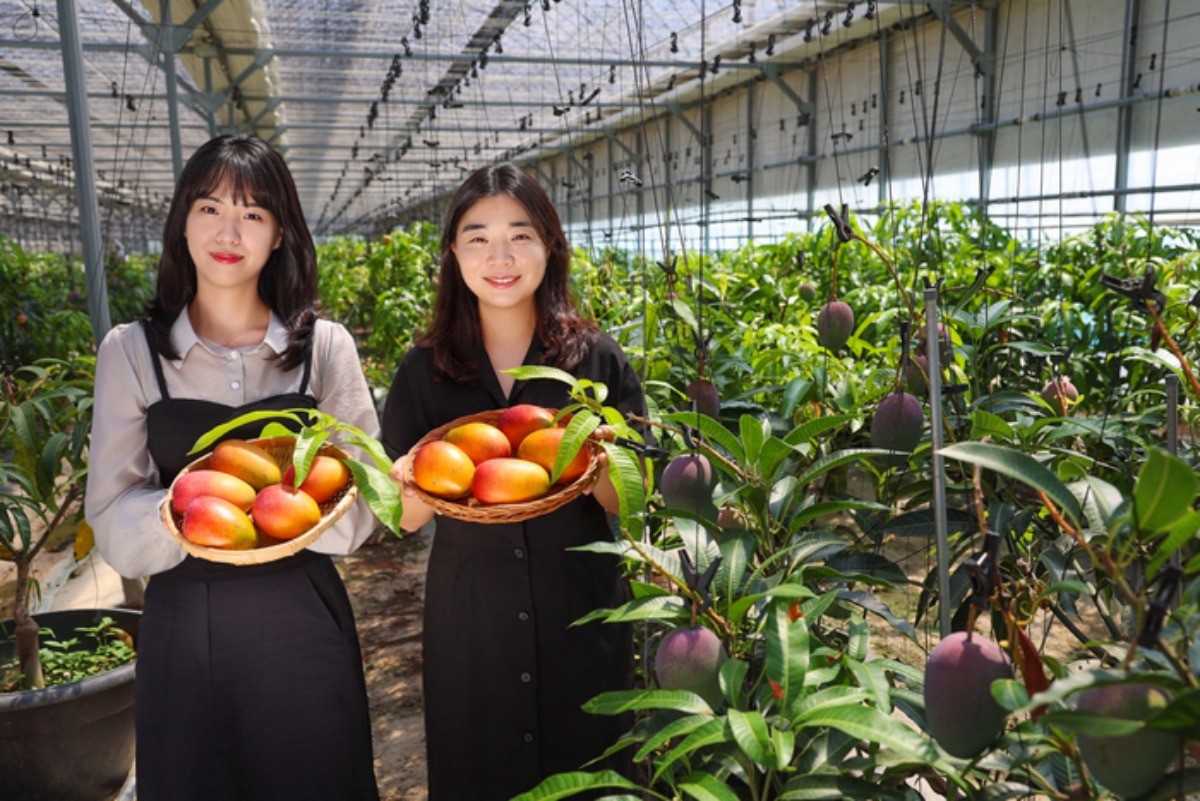 청도군이 새로운 농특산물 브랜드로 ‘청도 애플망고’를 선보이고 있다. / 청도군 제공