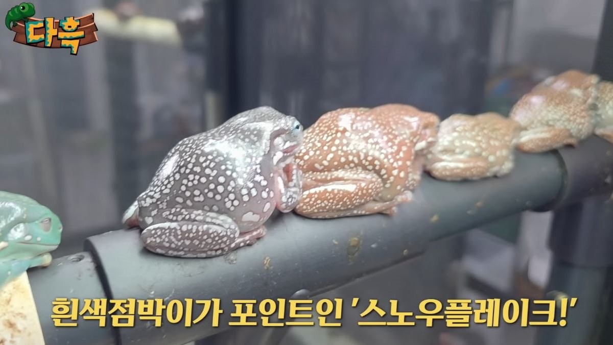 유튜브 다흑에서 소개된 천안 소재 한 농장 내 '스노우플레이크'의 모습. / 유튜브 '다흑'