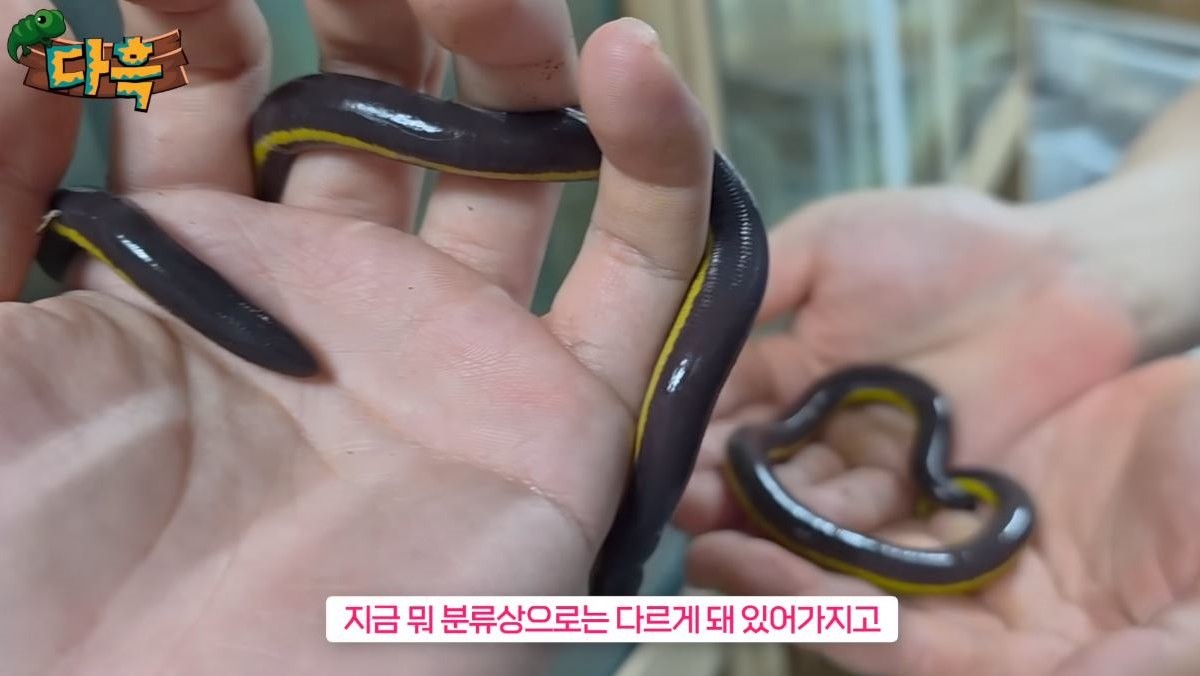 유튜브 '다흑'에서 소개된 천안 소재 한 농장 내 '코타오 세실리안'의 모습. / 유튜브 '다흑'