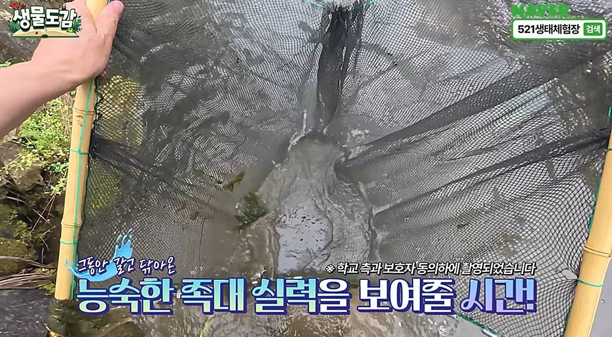 초등학교 내 하천서 족대질하는 모습 / 유튜브 'TV생물도감'
