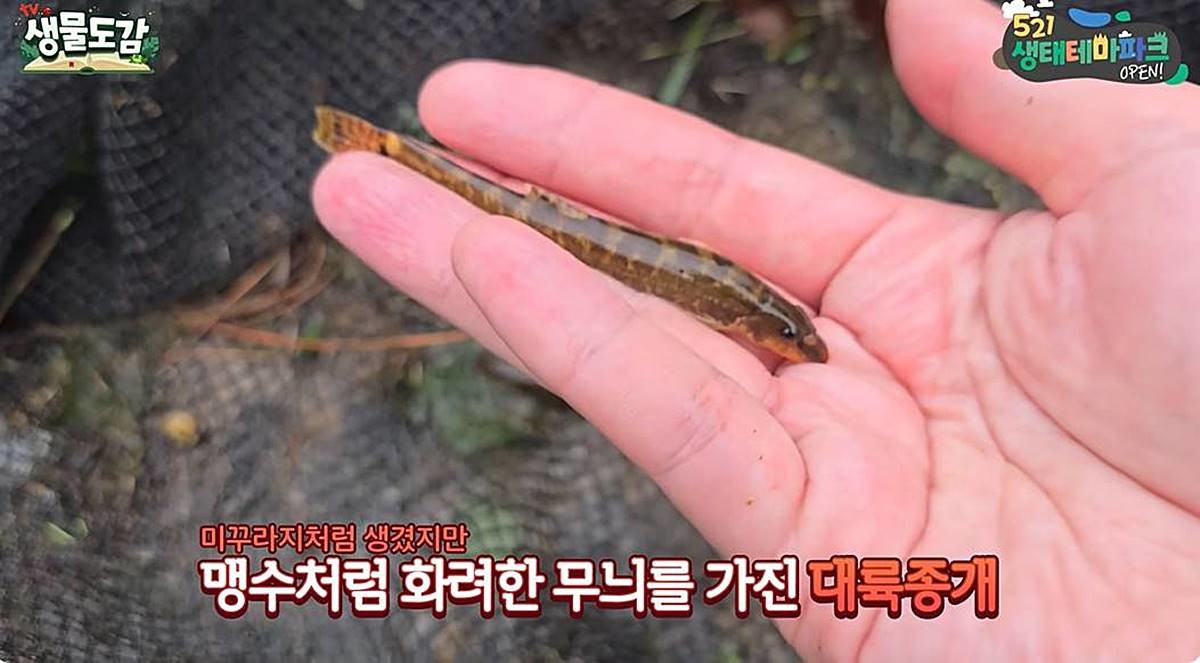 대륙종개 발견 장면 / 유튜브 'TV생물도감'