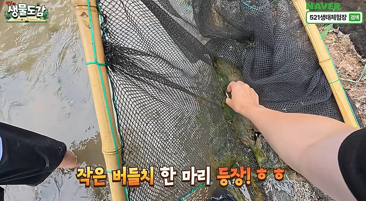 버들치 발견 장면 / 유튜브 'TV생물도감'