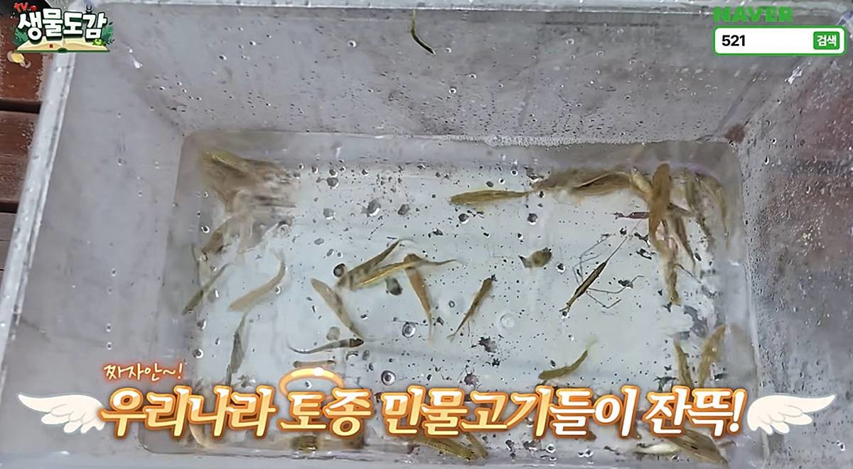 결과물 공개 / 유튜브 'TV생물도감'