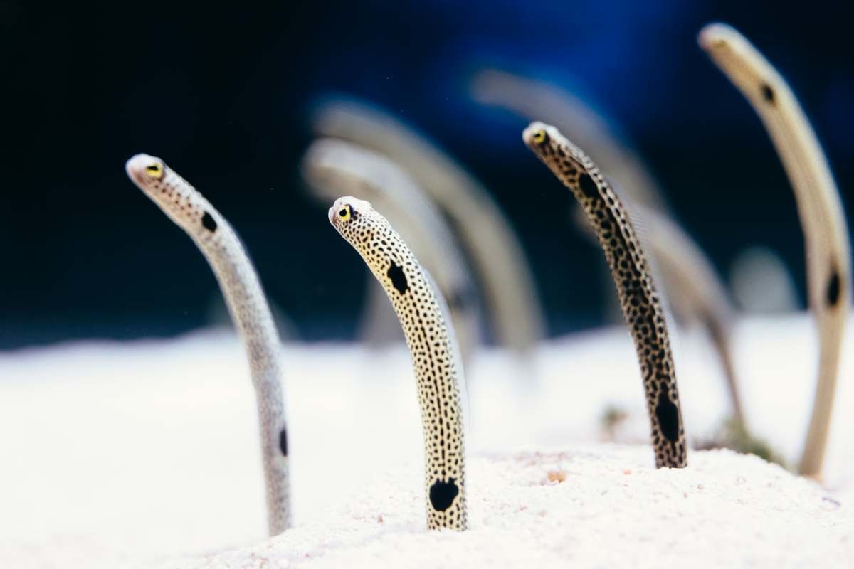 정원장어들 자료사진. / gumichan-shutterstock.com
