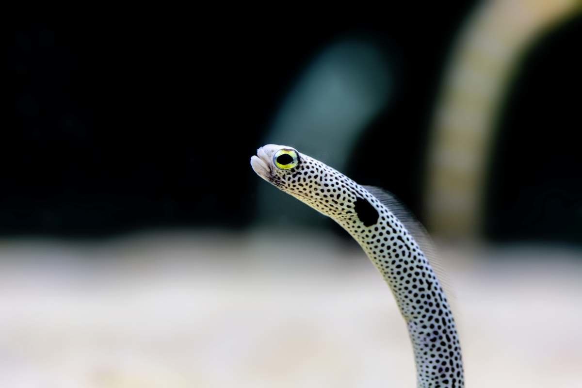 정원장어 자료사진. / Toeizuza Thailand-shutterstock.com