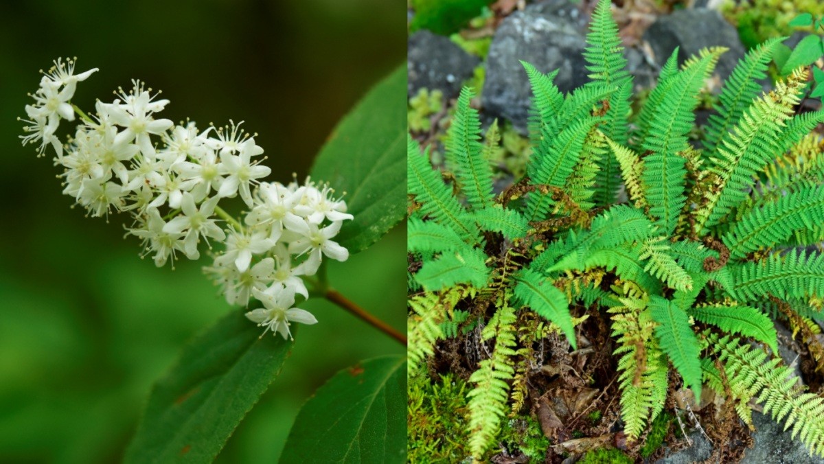 밀양 얼음골 주요 식물인 꼬리말발도리(좌)와 주저리고사리(우) / 산림청 국립수목원 제공