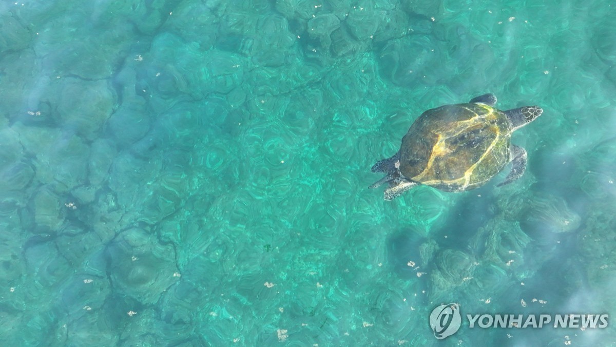 제주 해역에서 발견된 '푸른바다거북'의 모습. / 다큐제주, 제주대학교 고래·해양생물보전연구센터 제공-연합뉴스