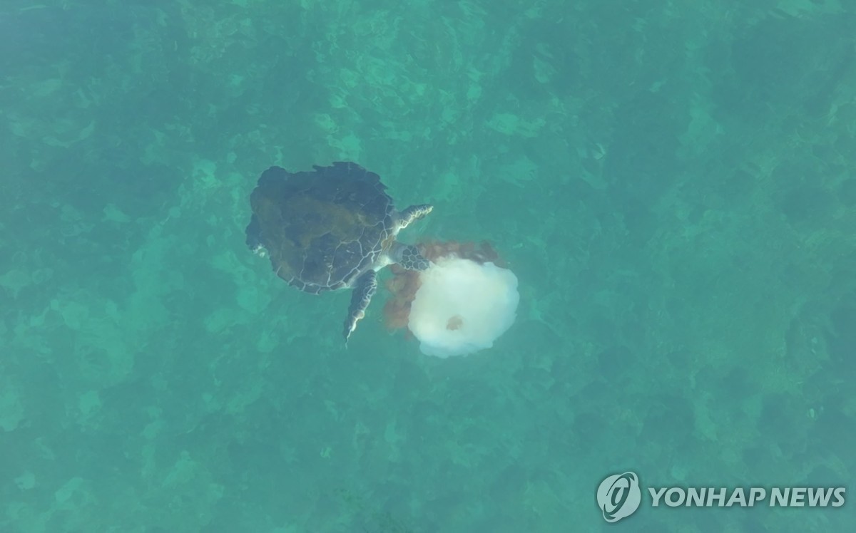 제주 해역에서 발견된 '푸른바다거북'의 모습. / 다큐제주, 제주대학교 고래·해양생물보전연구센터 제공-연합뉴스