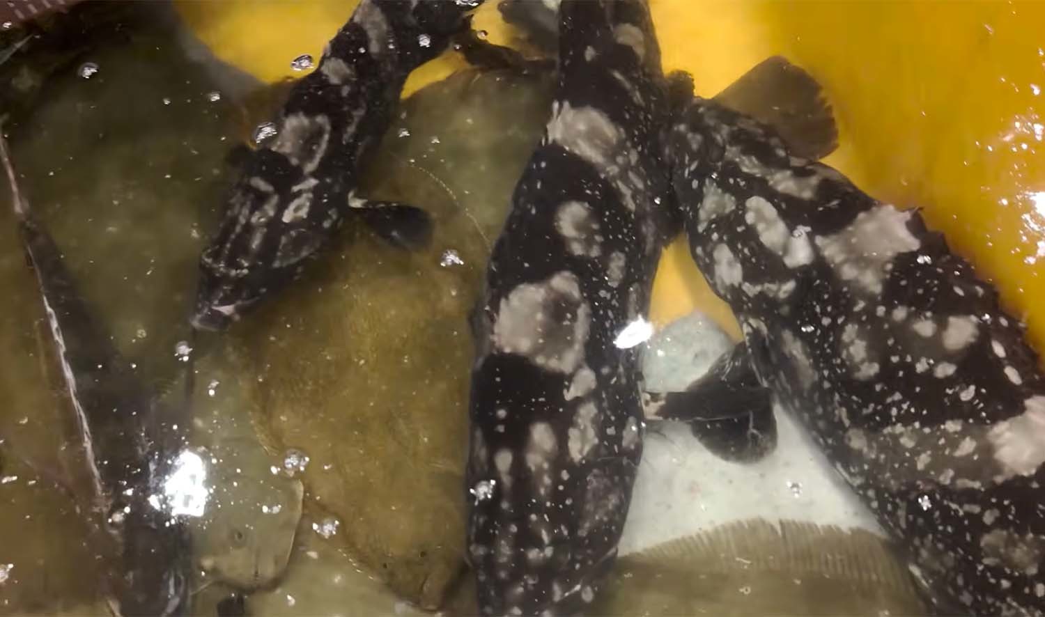 중국산 대왕자바리 / '해산물 이야기꾼 백대표' 유튜브