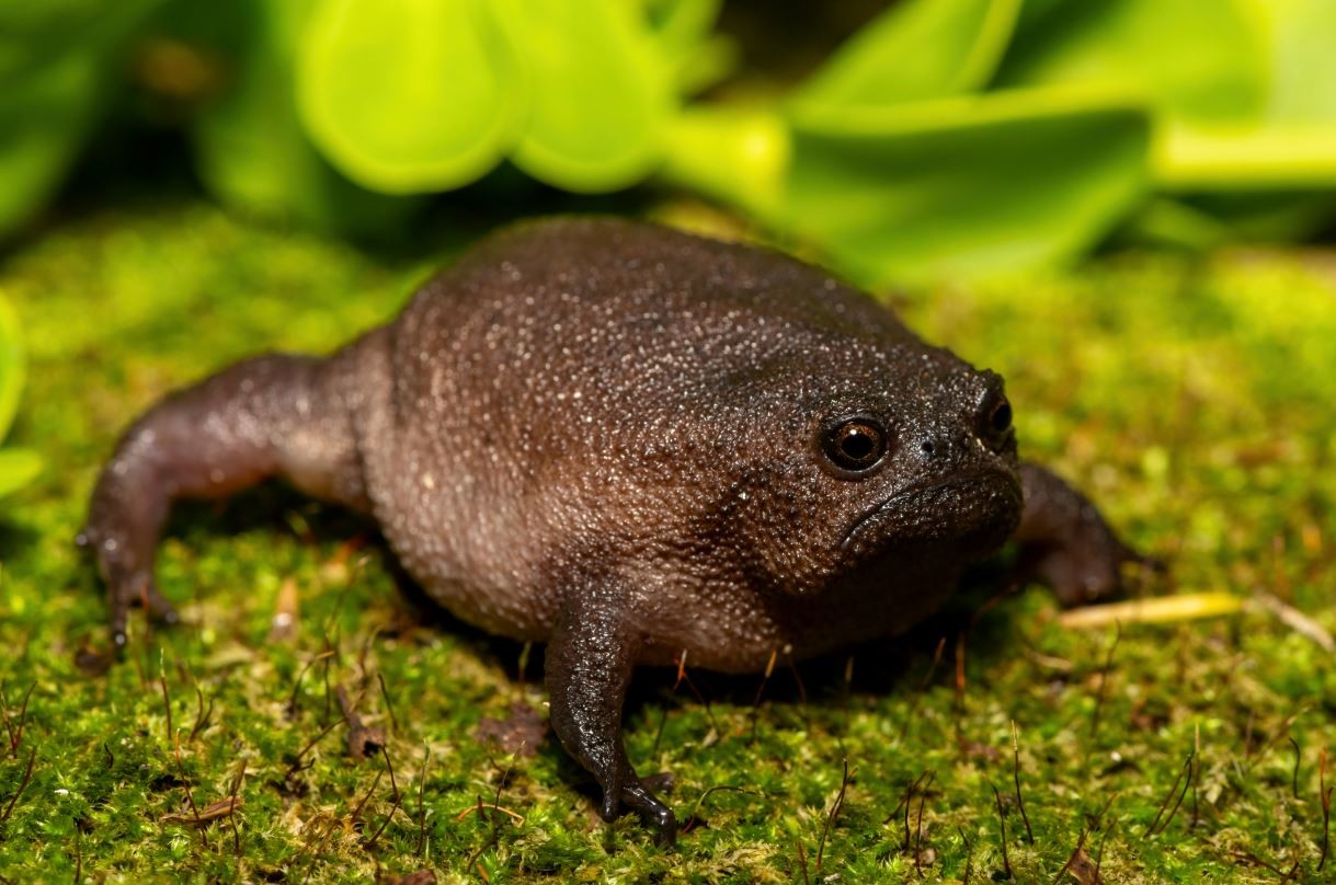 블랙 레인 프록 / Craig Cordier-Shutterstock.com