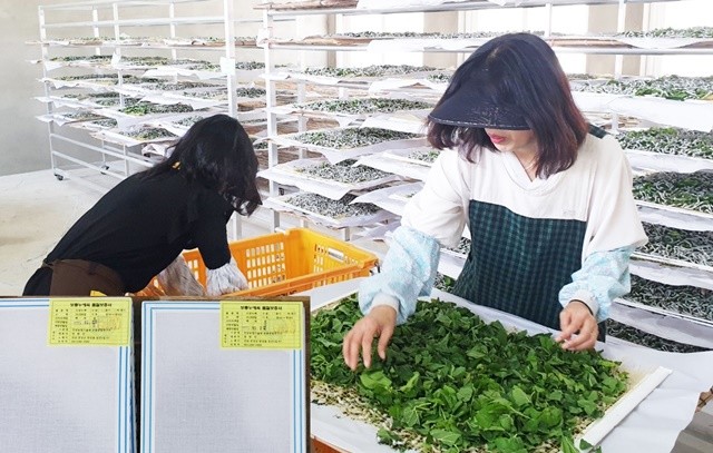 전남농업기술원 곤충잠업연구소에서 보급종 ‘도담누에’ 누에씨를 공급한다 .