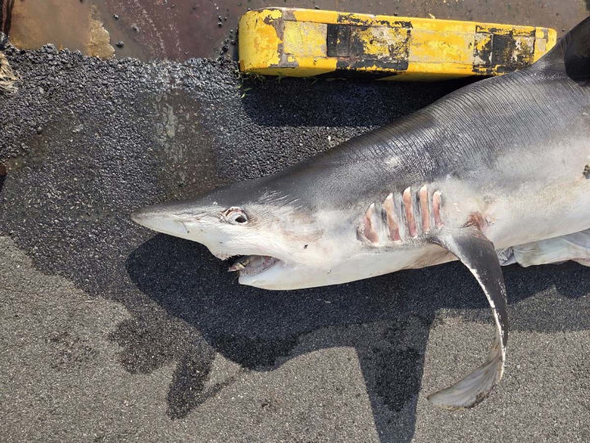 해상에서 인양된 흰배환도상어 사체./ 부산해경 제공.