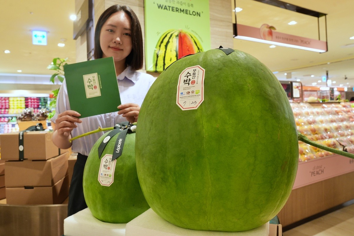 22일 서울시 중구 소공동 본점 지하 1층 식품관에서 판매 중인 무등산 수박 / 롯데백화점 제공