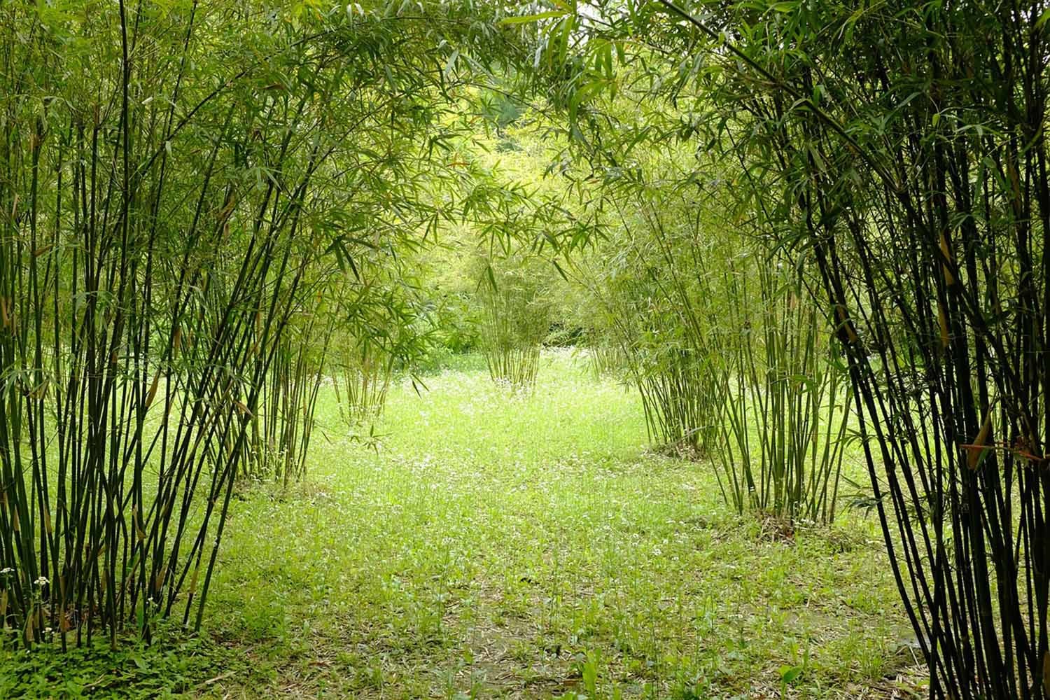 대나무 / 픽사베이