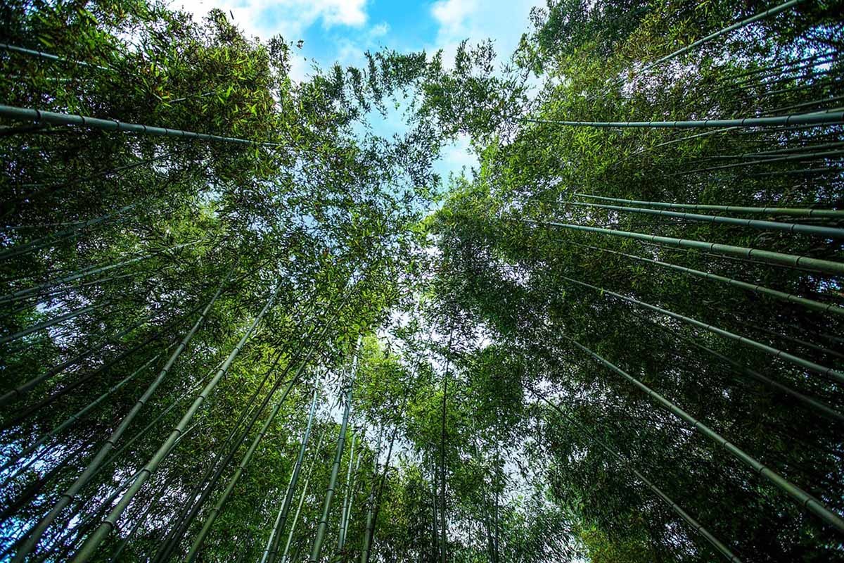 대나무 / 픽사베이