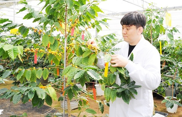 전남농기원 차산업연구소 커피 연구