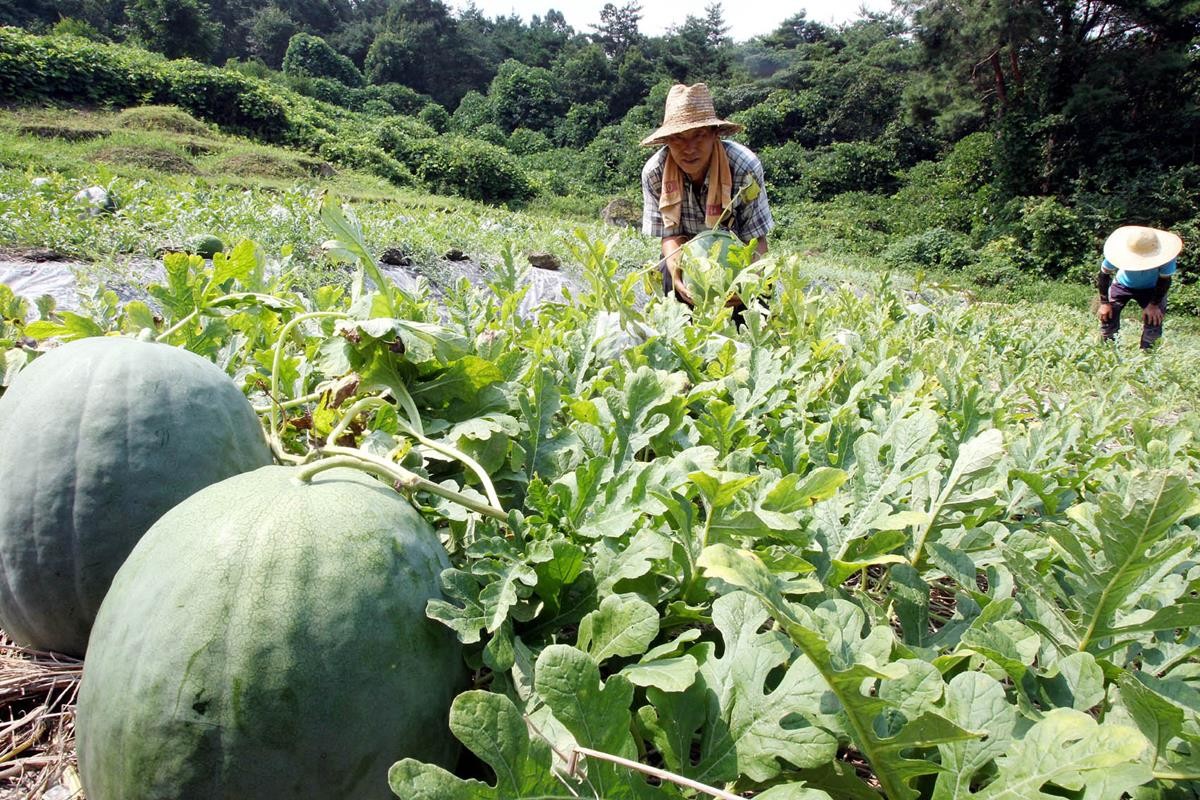 무등산수박을 수확 중인 모습 / 뉴스1